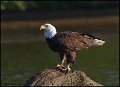 _0SB0463 american bald eagle